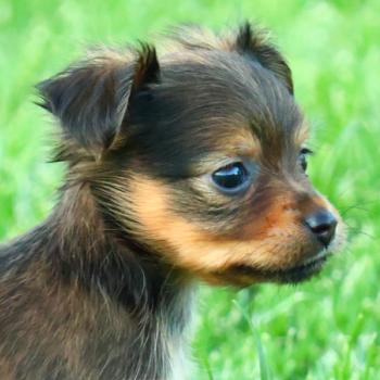 Bezos De la Nouknoukerie Mâle Petit chien russe