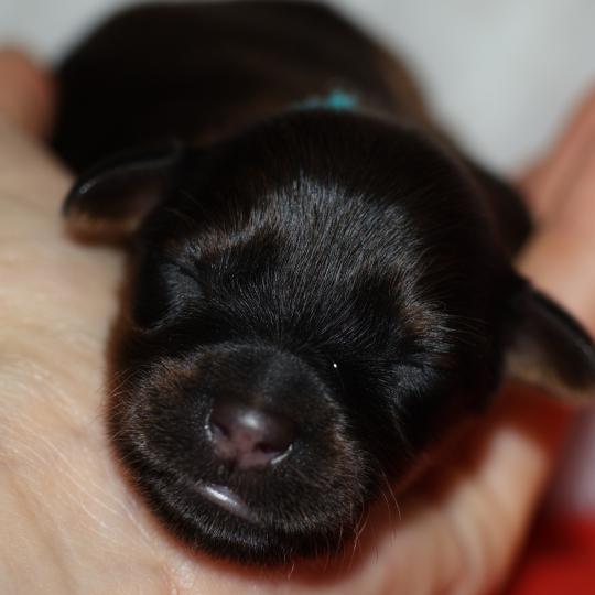Bishop De la Nouknoukerie Mâle Petit chien russe