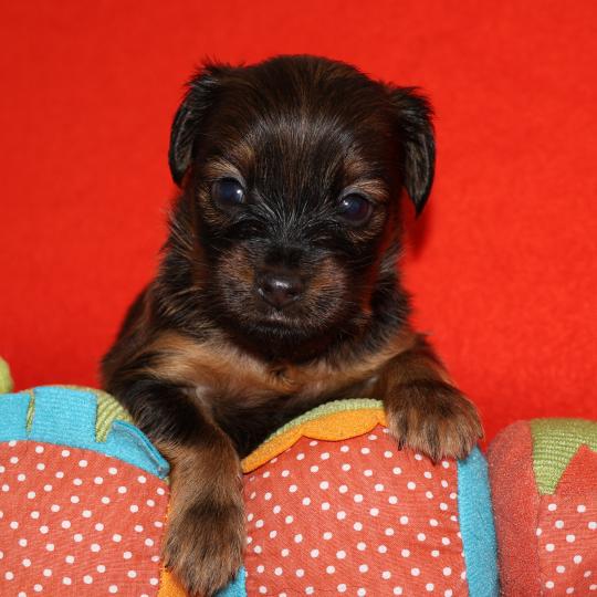 Boston De la Nouknoukerie Mâle Petit chien russe