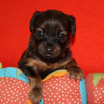 Bishop De la Nouknoukerie Mâle Petit chien russe