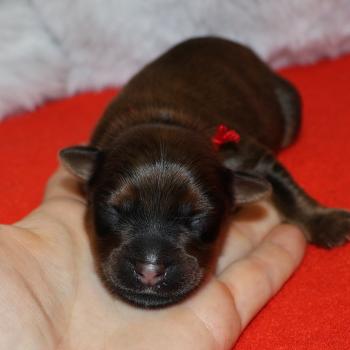Blake De la Nouknoukerie Mâle Petit chien russe