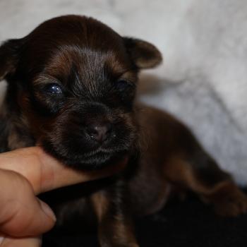 Blake De la Nouknoukerie Mâle Petit chien russe