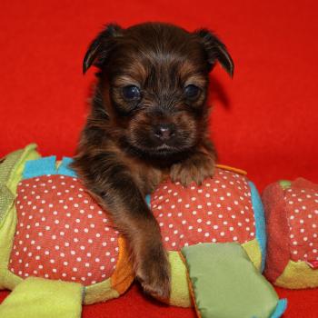 Blake De la Nouknoukerie Mâle Petit chien russe