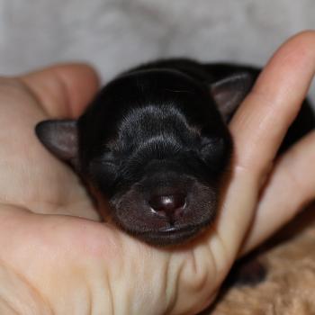 Blake De la Nouknoukerie Mâle Petit chien russe