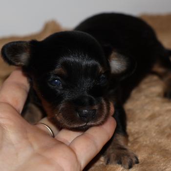 Blake De la Nouknoukerie Mâle Petit chien russe