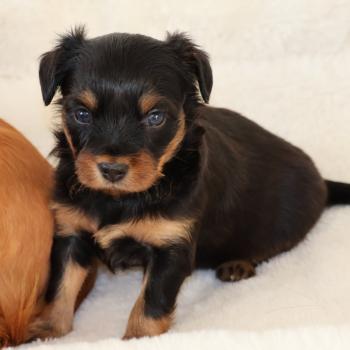 Blake De la Nouknoukerie Mâle Petit chien russe