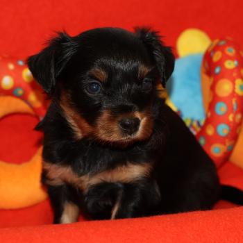 Blake De la Nouknoukerie Mâle Petit chien russe