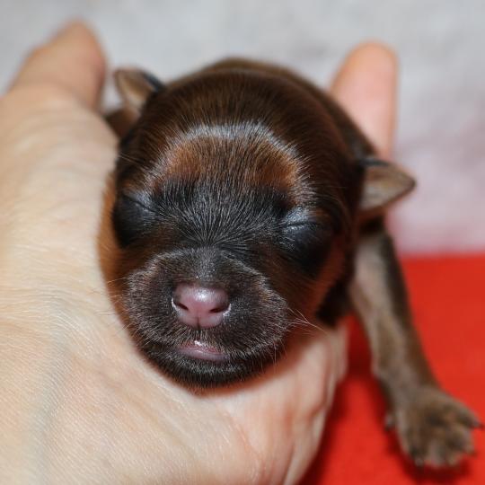 Bomi De la Nouknoukerie Femelle Petit chien russe