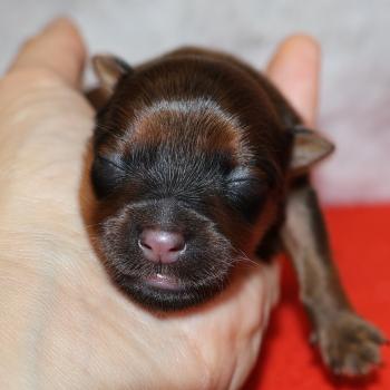 Bomi De la Nouknoukerie Femelle Petit chien russe