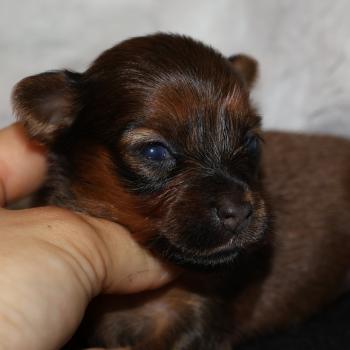Bomi De la Nouknoukerie Femelle Petit chien russe