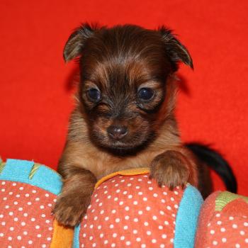 Bomi De la Nouknoukerie Femelle Petit chien russe
