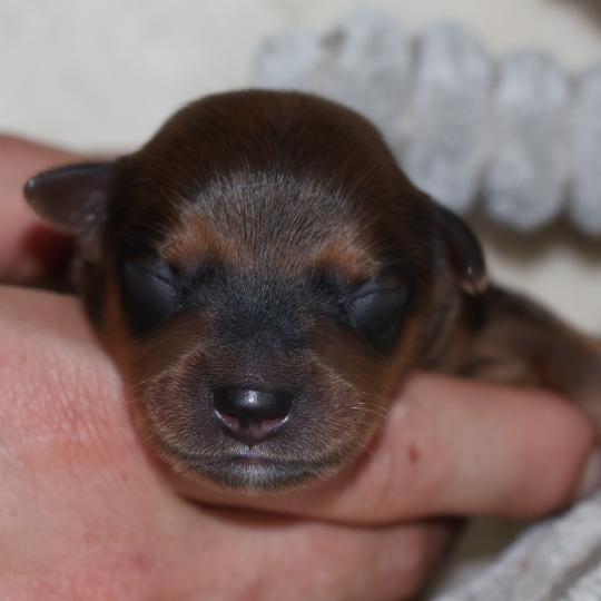 Bran De la Nouknoukerie Mâle Petit chien russe
