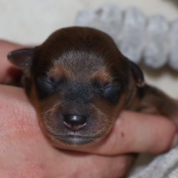 Bran De la Nouknoukerie Mâle Petit chien russe