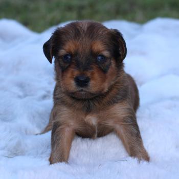 Bran De la Nouknoukerie Mâle Petit chien russe