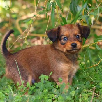 Bran De la Nouknoukerie Mâle Petit chien russe