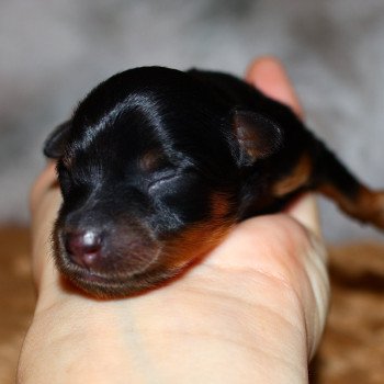 Bréa De la Nouknoukerie Femelle Petit chien russe