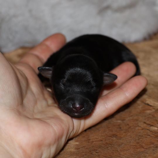 Bryna De la Nouknoukerie Femelle Petit chien russe