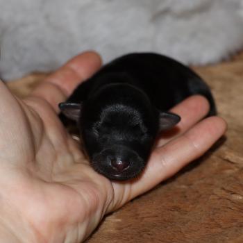 Bryna De la Nouknoukerie Femelle Petit chien russe