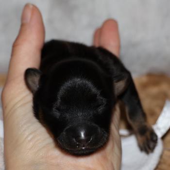 Bryna De la Nouknoukerie Femelle Petit chien russe