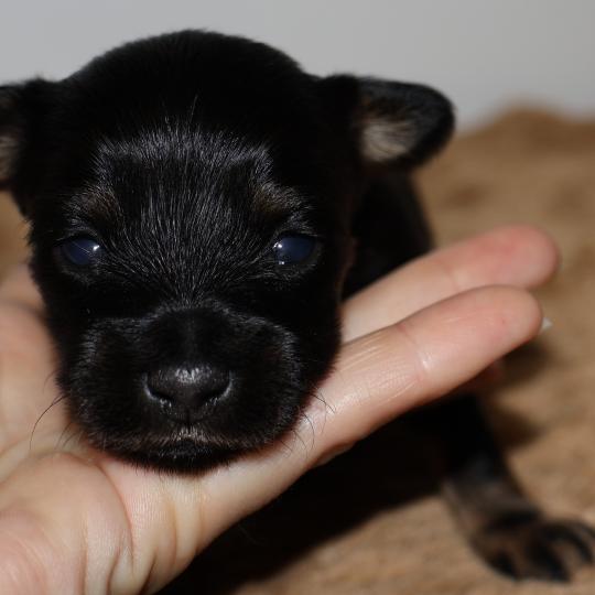 chiot Petit chien russe Noir et Feu Bryna La Nouknoukerie  