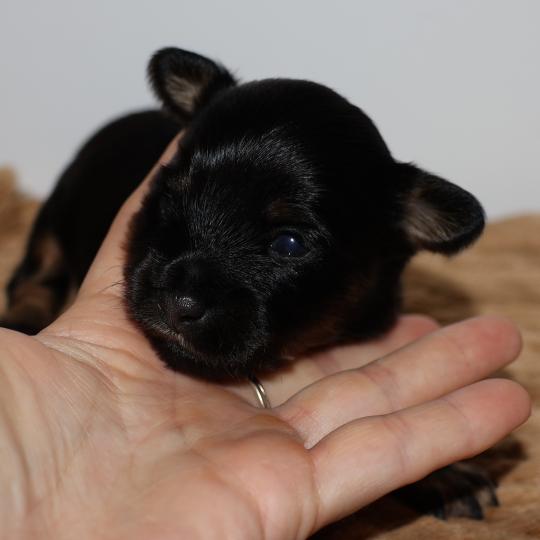 chiot Petit chien russe Noir et Feu Bryna La Nouknoukerie  