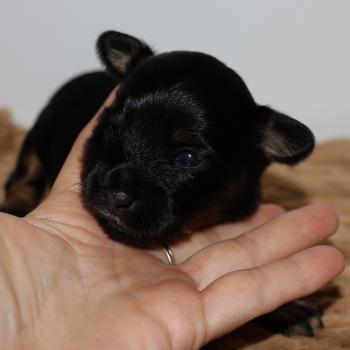 Bryna De la Nouknoukerie Femelle Petit chien russe