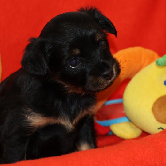 chiot Petit chien russe Noir et Feu Bryna La Nouknoukerie  