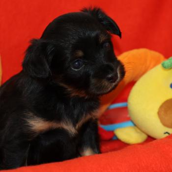 Bryna De la Nouknoukerie Femelle Petit chien russe