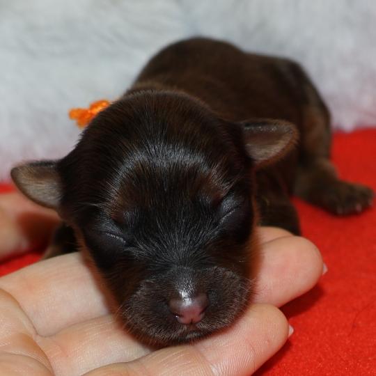 Bulby De la Nouknoukerie Mâle Petit chien russe