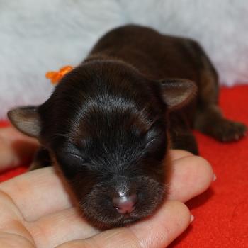 Bulby De la Nouknoukerie Mâle Petit chien russe