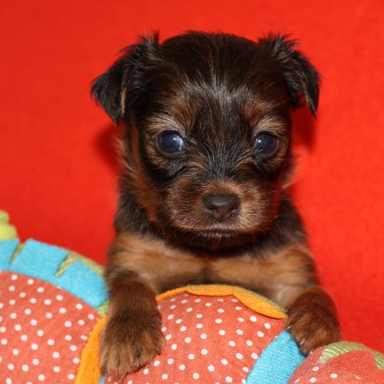 Bulby De la Nouknoukerie Mâle Petit chien russe