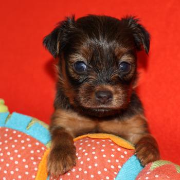 Bulby De la Nouknoukerie Mâle Petit chien russe