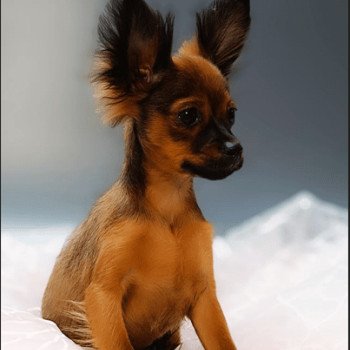 Vegas Mâle Petit chien russe