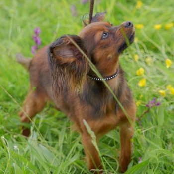 Houston Mâle Petit chien russe