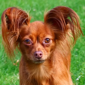 Nargiz Femelle Petit chien russe