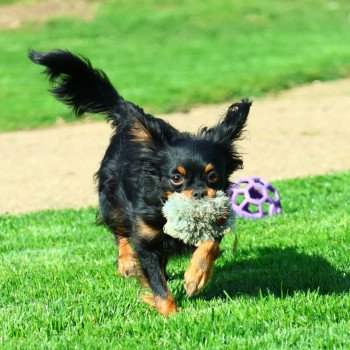Midnight Lady Femelle Petit chien russe