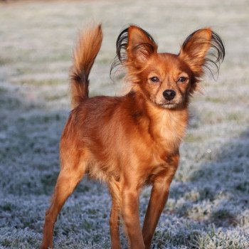 Oskar Mâle Petit chien russe