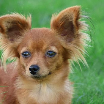 Tamara Femelle Petit chien russe