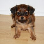 Ukito Mâle Petit chien russe Ukito Mâle Petit chien russe