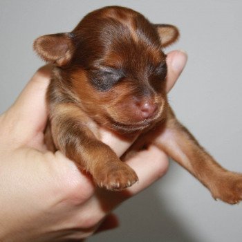 Umiko Femelle Petit chien russe