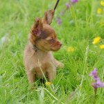 Umiko Femelle Petit chien russe Umiko Femelle Petit chien russe