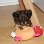 Ulyx Mâle Petit chien russe Ulyx Mâle Petit chien russe