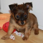 Uston Mâle Petit chien russe Uston Mâle Petit chien russe