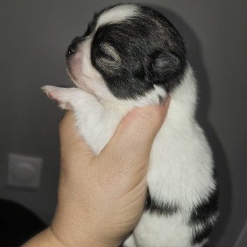 3e chiot (Portée Phybie ❤ Andy 2025) - Mâle Tricolore Tricolore Mâle Spitz allemand