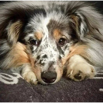 Les shelties de Lily