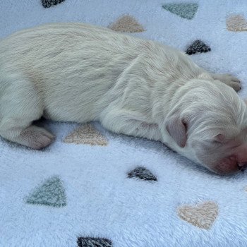 2e chiot (Portée Sunny ❤ Oxford) - Femelle  Femelle Golden retriever
