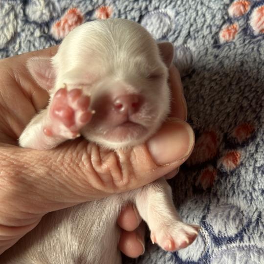 1er chiot (Portée Vik ❤ U2 2026) - Mâle Creme Mâle Chihuahua Poil Long