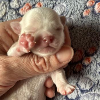 1er chiot (Portée Vik ❤ U2 2026) - Mâle Creme Mâle Chihuahua Poil Long