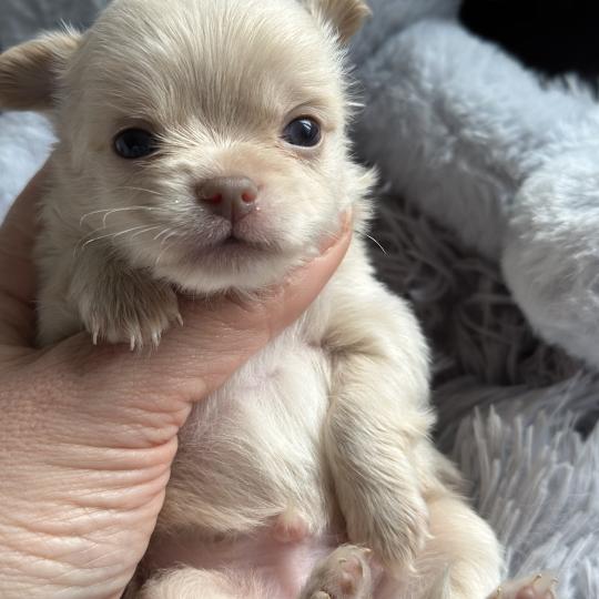 chiot Chihuahua Poil Long Creme M3 Des Pierres de Lune  