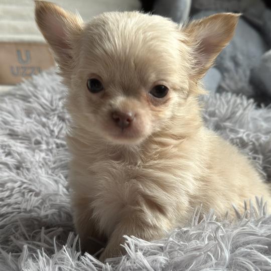 chiot Chihuahua Poil Long Creme M3 Des Pierres de Lune  